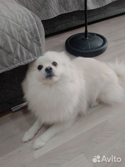 Немецкий шпиц