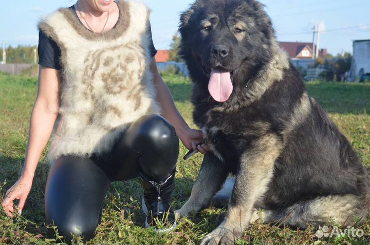 Жилет из шерсти кавказской овчарки