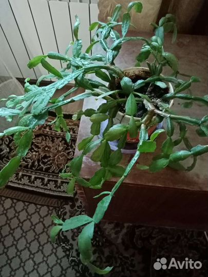 Комнатные растения