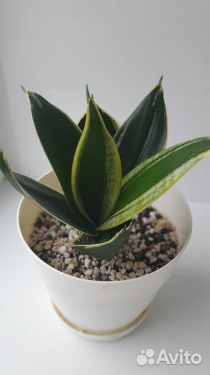 Сансевиерия, Сингониум, Филодендрон, Дифенбахия