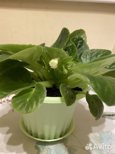 Фиалка сортовая зацветающая