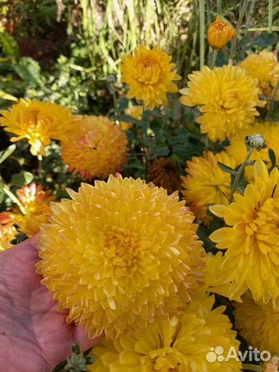 Черенки хризантемы