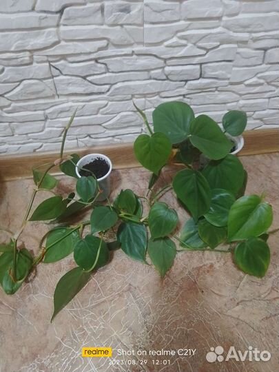 Сингониум шоколад