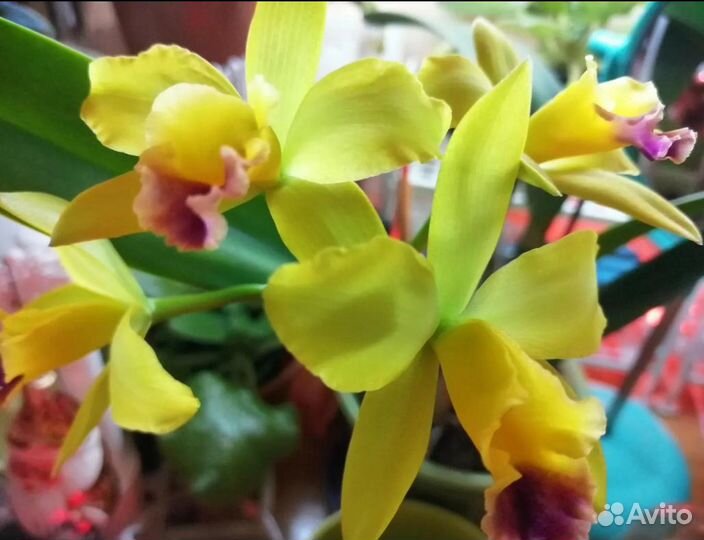 Орхидея Каттлея