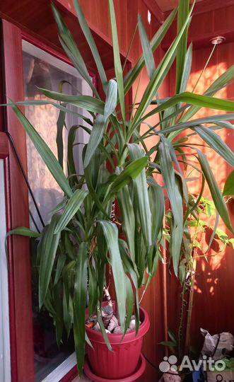 Цветок комнатный юка