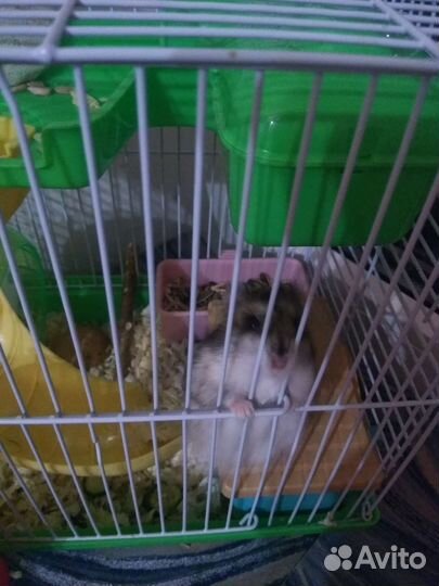 Джунгарский хомяк с клеткой бесплатно