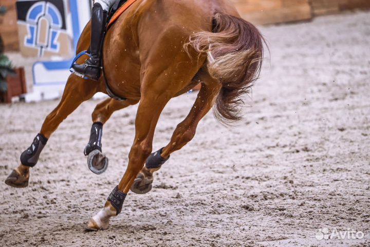 Конкур мерин