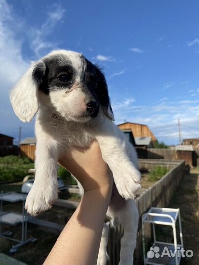 Щенок в добрые руки маленькой собаки