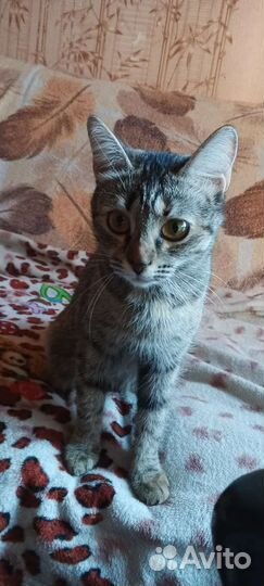 Отдам кошку в добрые руки