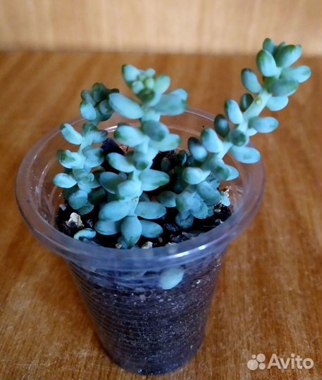 Эписция. Крассула. Седум. Пеперомия. Фиттония