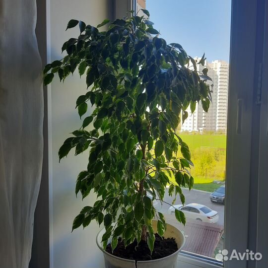 Фикус бенджамина пестролистный