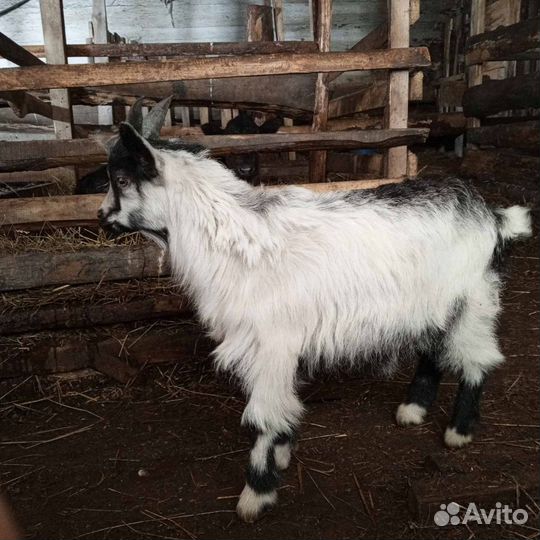 Альпийские козлы