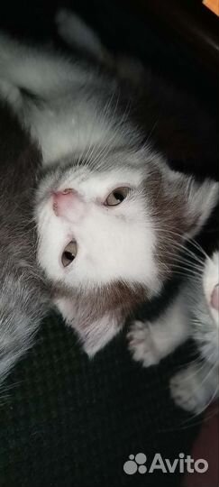 Вислоухий котенок