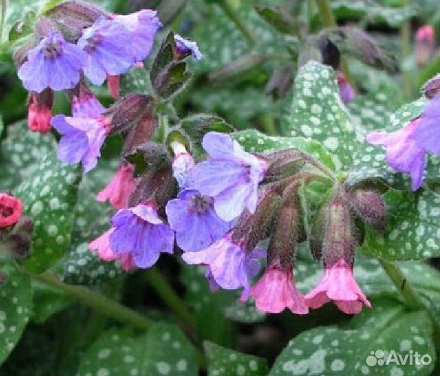 Многолетники