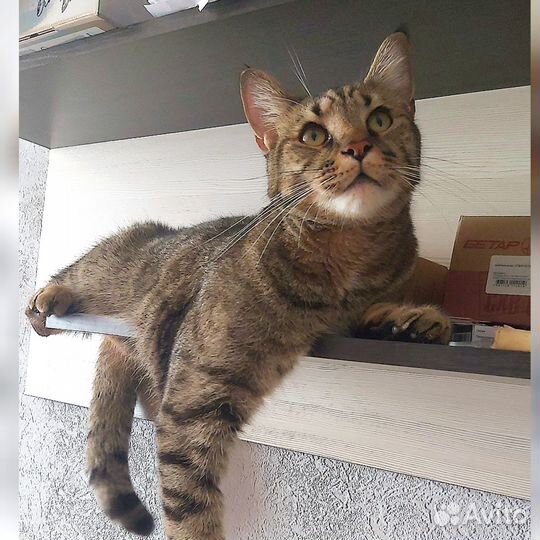 Умный, разговорчивый кот в ответственные руки