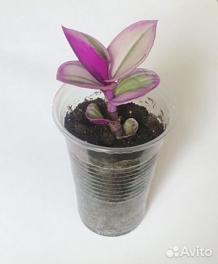 Традесканция Нанук