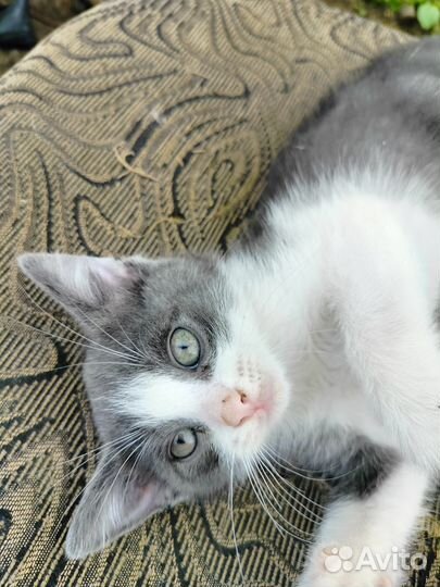 Кошки в добрые руки бесплатно