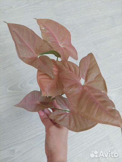 Сингониумы сортовые