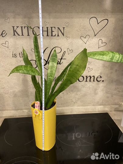 Комнатные цветы в наличии