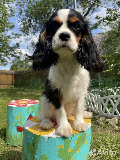 Девочка-щенок кавалер кчс продается