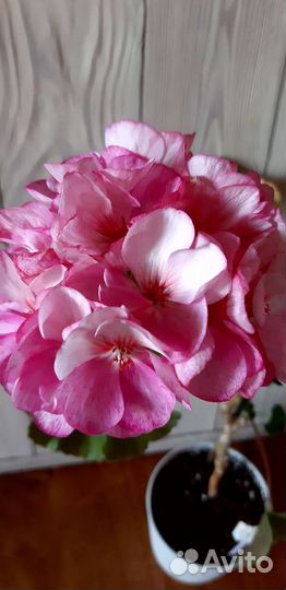 Пеларгония Sur pink batik