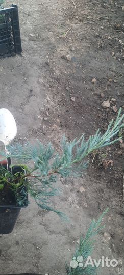 Можжевельник