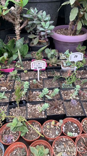 Суккулентная теплица