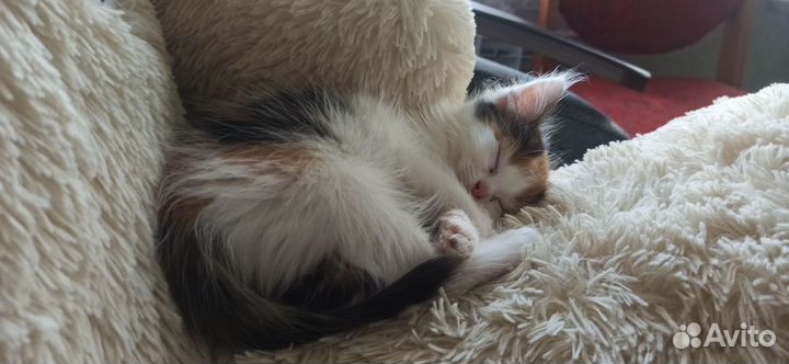 Кошка
