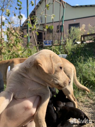Щенки лабрадора бесплатно