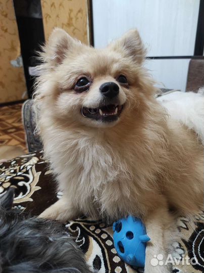 Померанский шпиц девочка.Ищем жениха на вязку