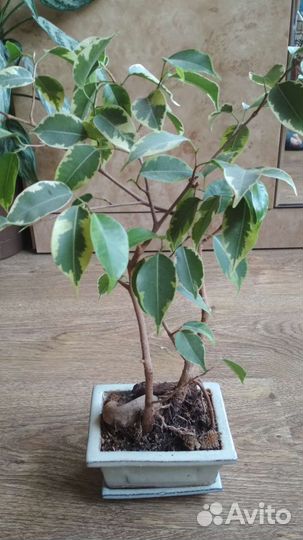 Бонсай фикус Бенджамина