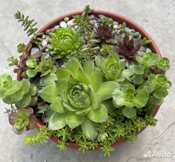 Суккуленты в горшках: по видам и миксы-живой букет