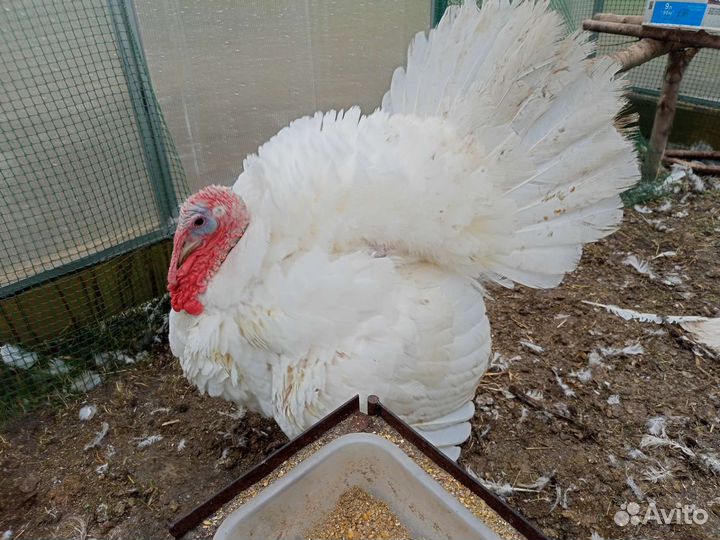 Индюки индейки