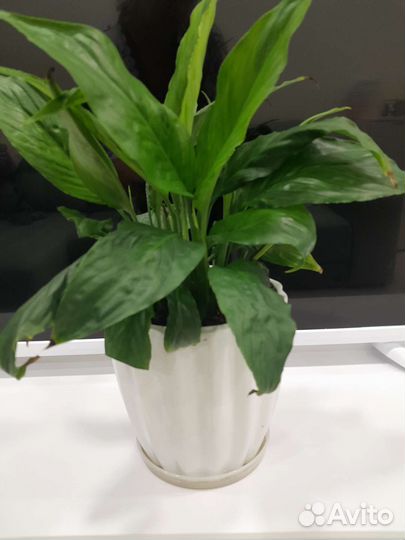 Спатифиллум