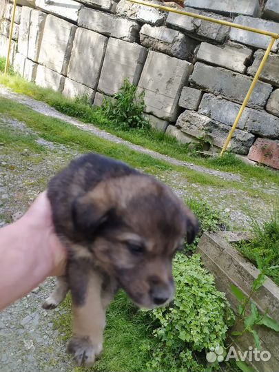 Маленькие дворняжки