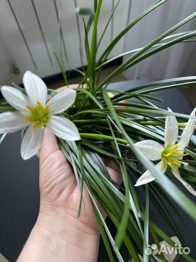 Зефирантес белый