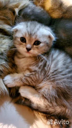 Шотландские котята