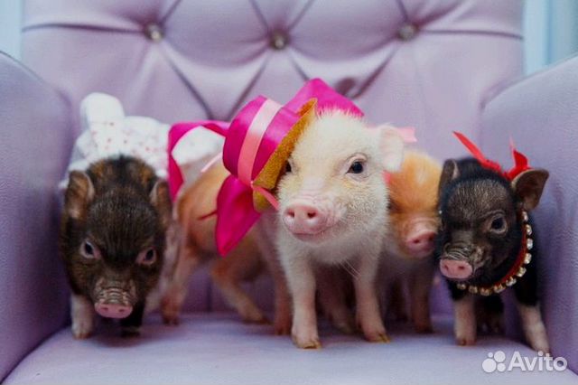 Мини пиги, микро пиги купить в Москве | Животные и зоотовары | Авито