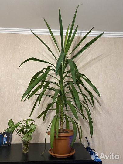Юкка 120см от дна горшка