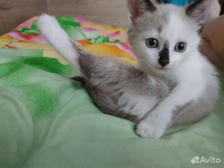 Котенок 2 месяца