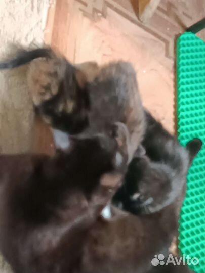 Кошка в дар бесплатно