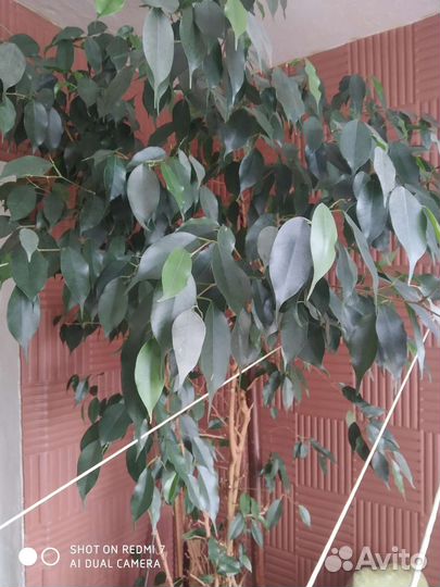 Мелколиственный фикус Бенджамина