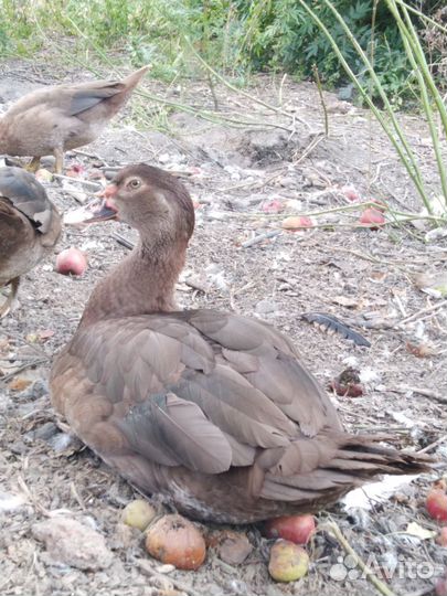 Мускусные утки тяжелые линии