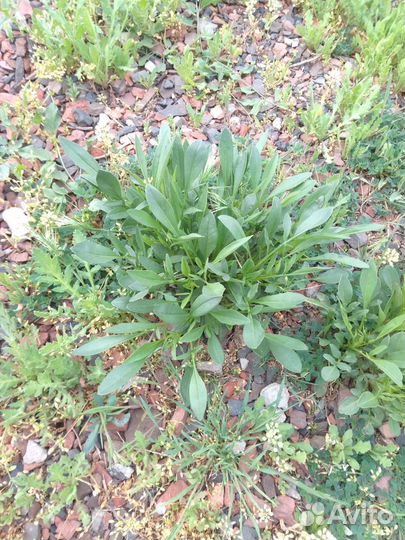 Цветы садовые многолетние