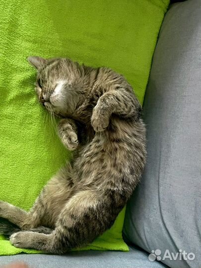 Кот, Фросик