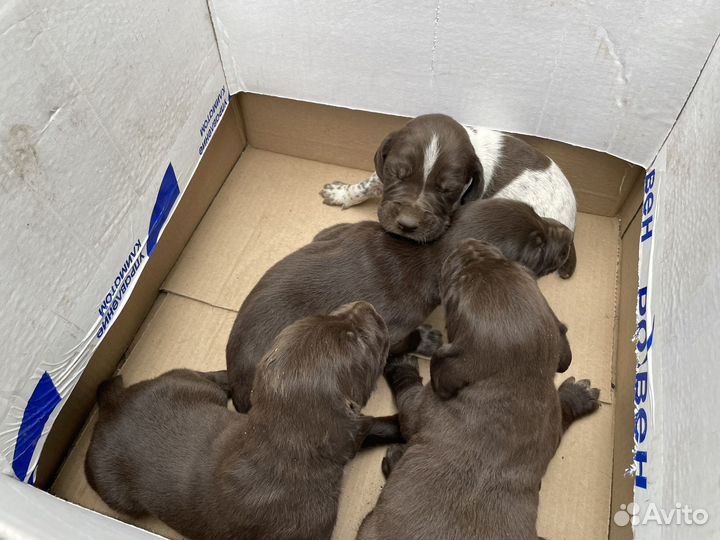 Щенки курцхара