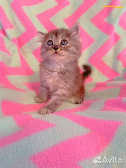 Котенку девочке нужен дом. 2 мес пушистая