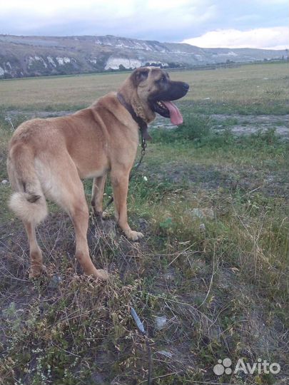 Турецкий кангал