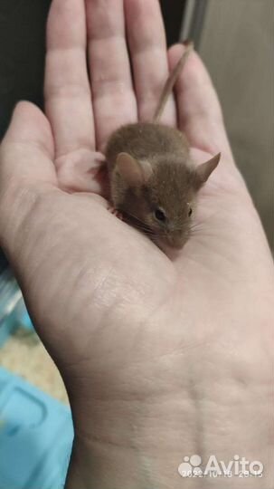 Декоративные мышки