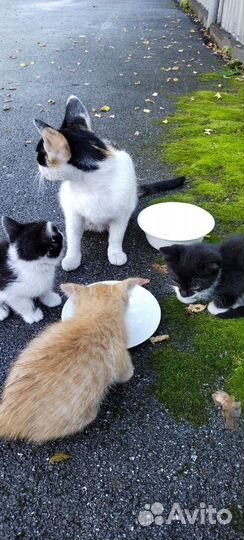 Кошки в добрые руки бесплатно